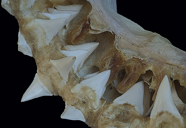 Pictures of shark teeth and shark Jaws.